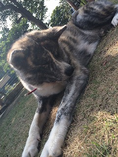 paw 012 paw 012